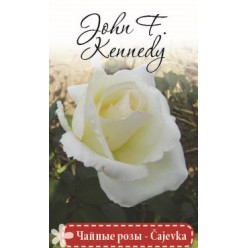 Роза John F.Kennedy чайно-гибридная  (саж. ЗКС) коробка Сербия "RI"